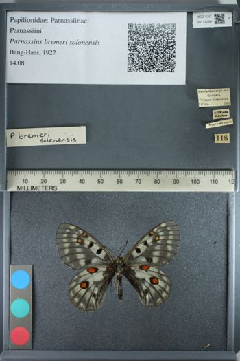 Media type: image;   Entomology 174290